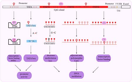 Schematic representation of mechanisms associated with promoter SNPs and cancer susceptibility.