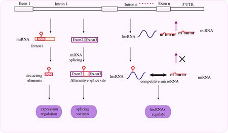 Schematic representation of mechanisms associated with intronal SNPs and cancer susceptibility.