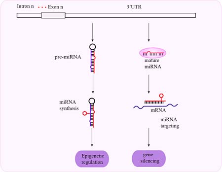 Schematic representation of mechanisms associated with 3&#x2032;-UTR SNPs and cancer susceptibility.