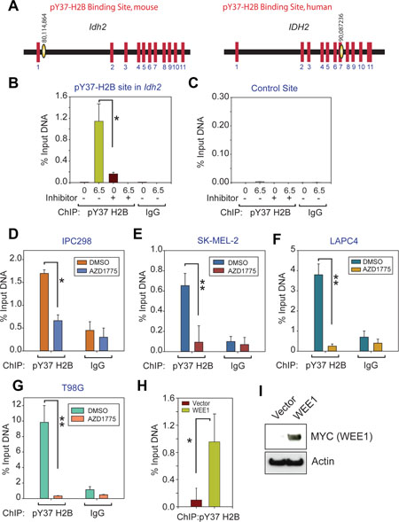 Deposition of WEE1 mediated pY37-H2B epigenetic marks within the IDH2 gene locus.