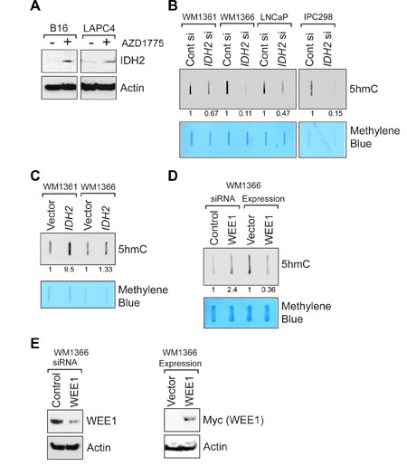 WEE1 negatively regulates IDH2 protein expression.