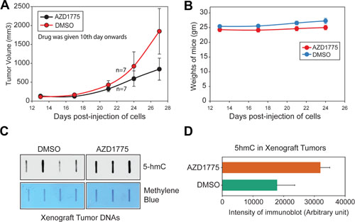 Inhibition of WEE1 activity compromises melanoma xenograft tumor growth.