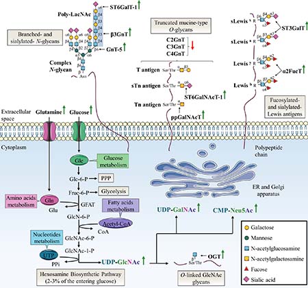 Specific alterations of glycosylation in colorectal cancer.
