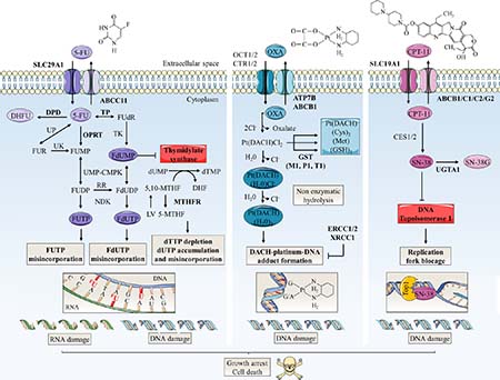 Schematic representation of mechanisms of action and resistance biomarkers in main colorectal cancer chemotherapies.