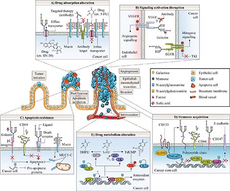 Glycosylation roles in anticancer therapy resistance of colorectal cancer.