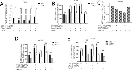 UCP2 is integral to bile acid and cigarette smoke induced metabolic reprogramming of EAC cells.