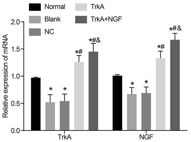 mRNA expressions of NGF and TrkA in rat penile corpus cavernosum.