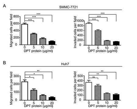 Recombinant human DPT suppresses SMMC-7721 and Huh7 cells migration and invasion