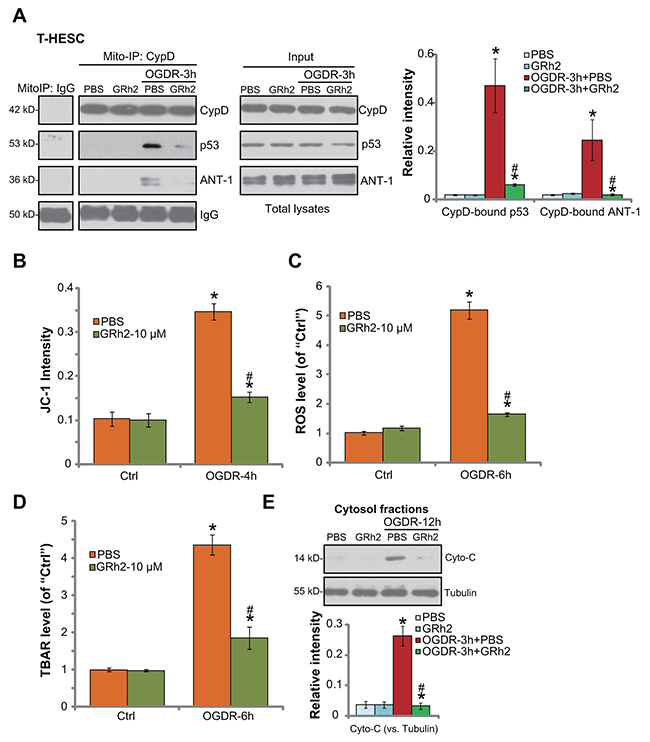 GRh2 prevents OGDR-induced programmed necrosis in endometrial cells.