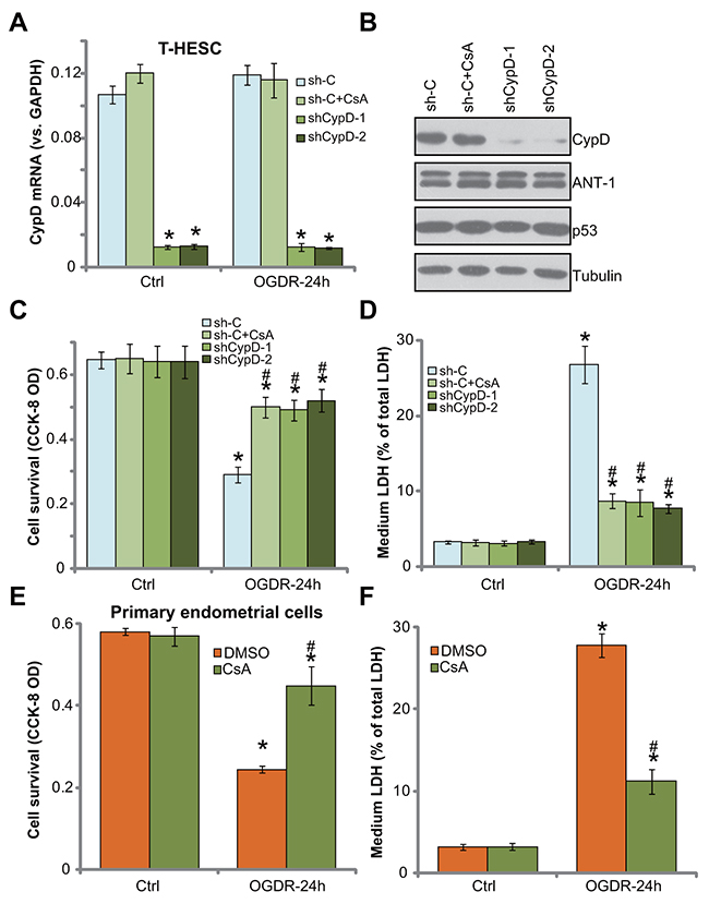 Inhibition of CypD prevents OGDR-induced endometrial cell programmed necrosis.