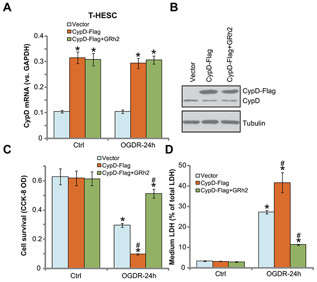 Forced over-expression of CypD facilitates OGDR-induced endometrial cell death, inhibited by GRh2.