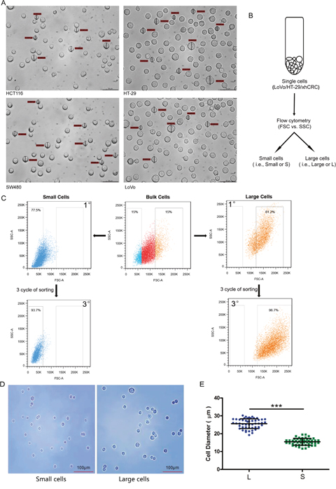 Large and small CRC cells can be prospectively sorted out by fluorescence-activated cell sorting (FACS).