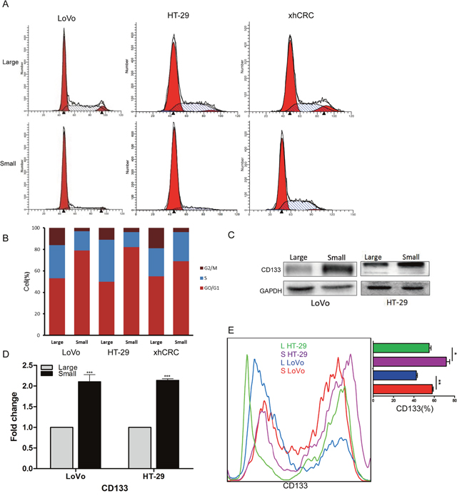 Small cells are slow-cycling cells, express CD133.