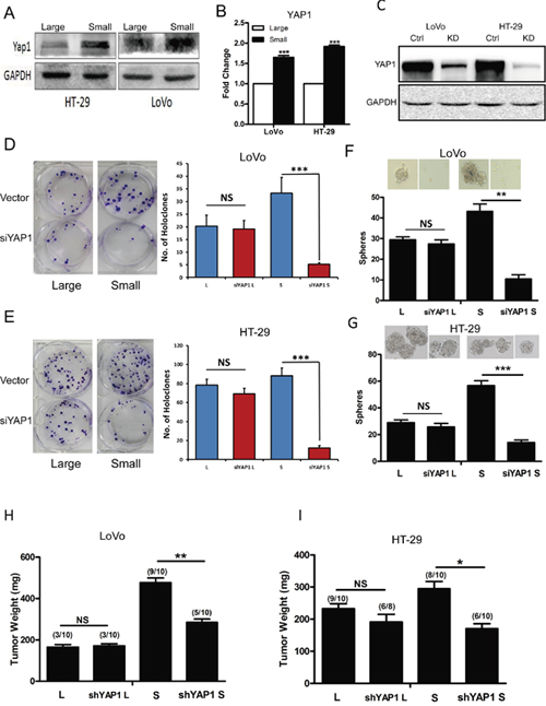 Down-regulation of YAP1 decreased holoclone-, sphere-forming capacity and invasive capacity in small CRC cells.