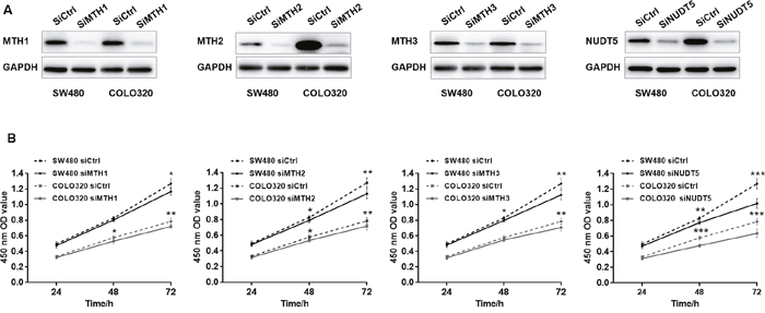 Knockdown of MutT-related proteins reduces the proliferation rate in SW480 and COLO320 cells.