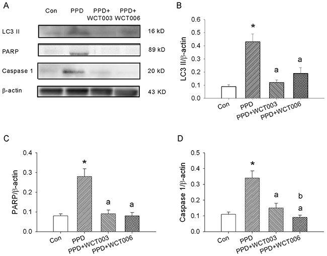 Effect of WCT003 and WCT006 treatment on PPD-induced LC3 II, PARP, and caspase 1 expression.