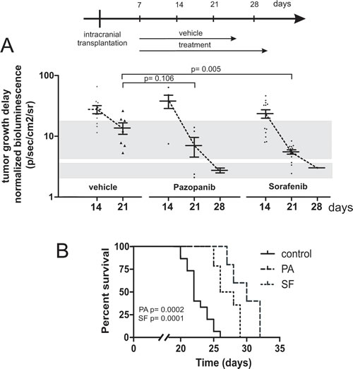 Fig 7: Pazopanib and Sorafenib delay tumor growth in vivo and prolong the survival of mice bearing intracranial human medulloblastoma.