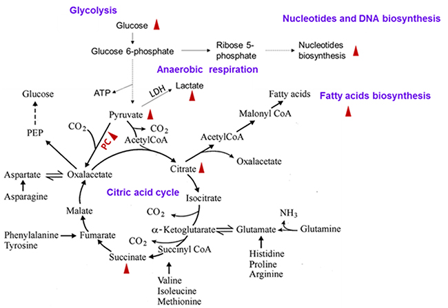 Up-regulation of tricarboxylic acid cycle, glycolysis, and fatty acid and nucleotide synthesis pathways in the lung cancer cells.