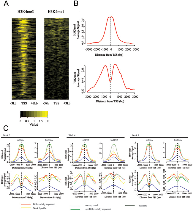 TSSs of differentially expressed lncRNA genes are enriched by active chromatin signal.