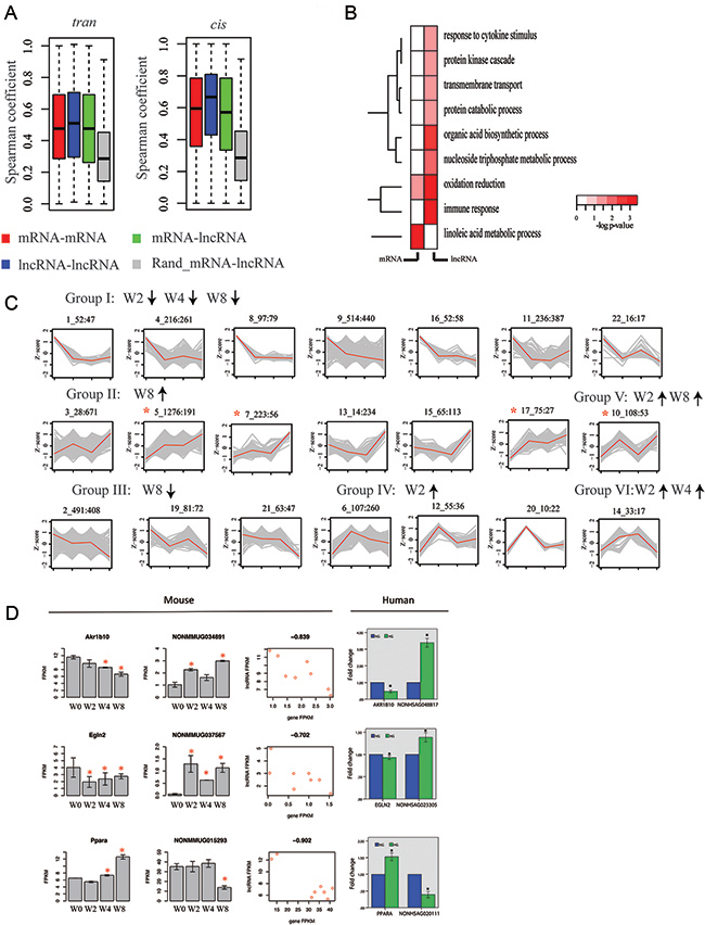 lncRNA genes are co-expressed with protein-coding genes during disease progression.