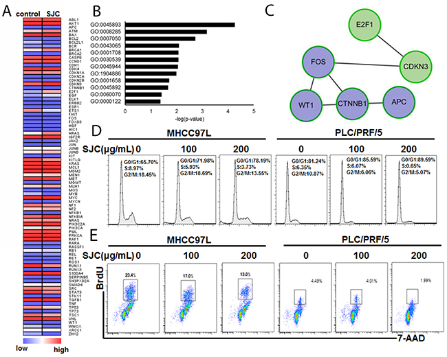 SJC caused multiple changes of gene expression that are involved in cell cycle and proliferation regulation.