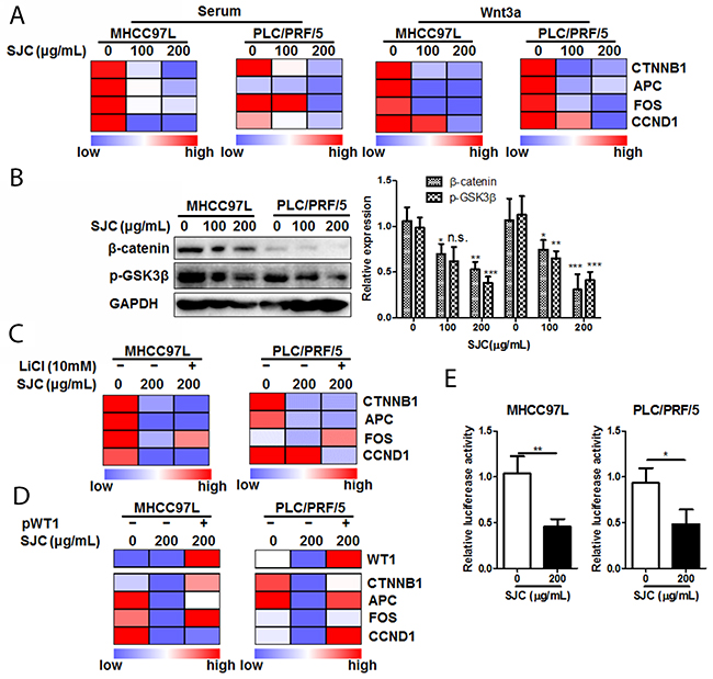 SJC suppressed Wnt/&beta;-catenin pathway activity via regulating WT1-associated &beta;-catenin transcription.