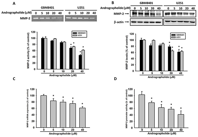 Andrographolide inhibit MMP-2 activity, protein and mRNA expression.
