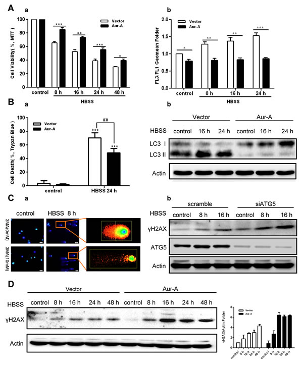 Aur-A protected breast cancer cells against metabolic stress by suppressing autophagy.