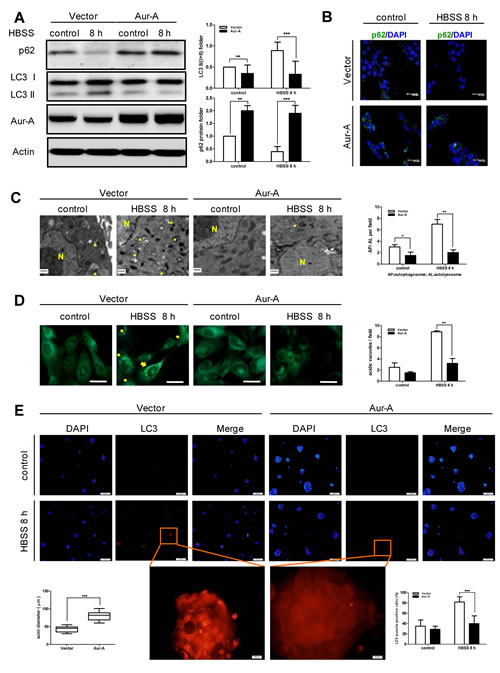 HBSS starvation induced-autophagy was suppressed by Aur-A overexpression.