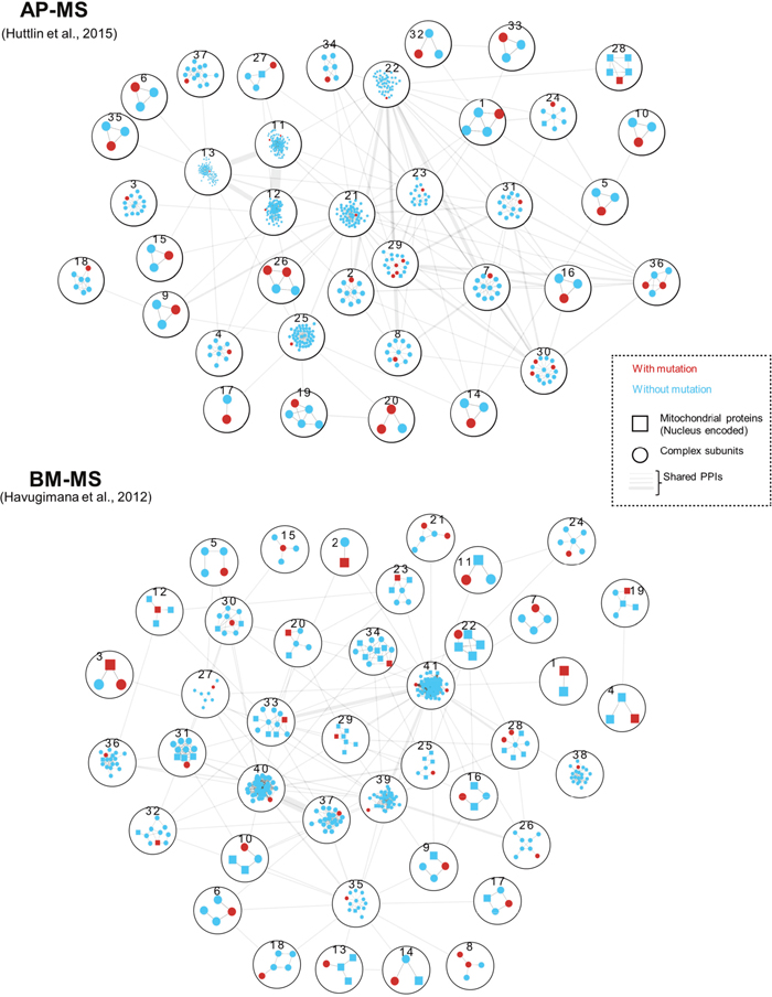 Genes with renal oncocytoma somatic mutations were mapped to previously published protein complexes identified by two biochemical techniques: AP-MS (Affinity-Purification Mass Spectrometry) [24] and BM-MS (Bio Macromolecular-Mass Spectrometry) [22].