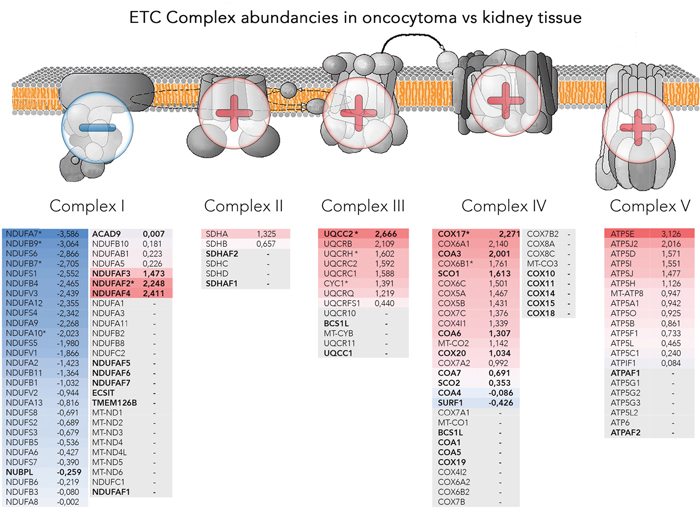 Abundancies of the OXPHOS protein complexes.