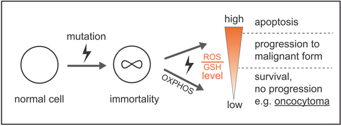 Model by which ROS and GSH levels govern a stable balance sustaining survival and growth, avoiding high mutation rates and apoptosis, which prevents malignant tumor progression and cell death.