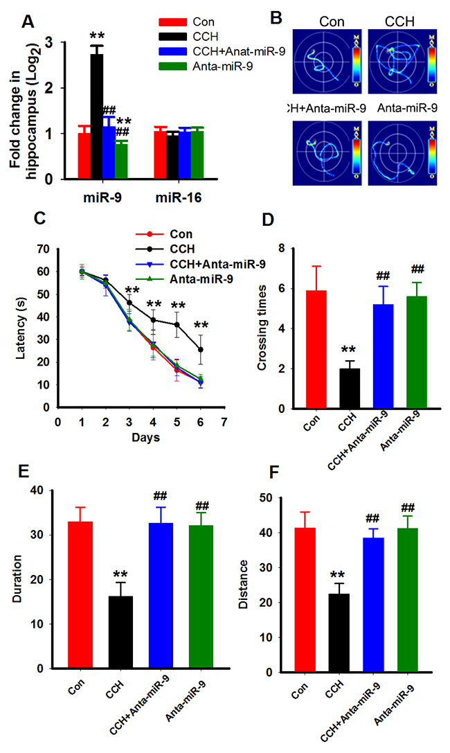 Inhibition of miR-9-5p rescued the spatial learning memory impairments of CCH rats.