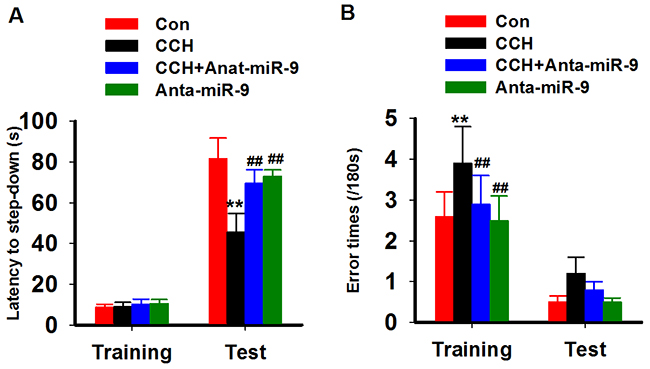 Inhibition of miR-9-5p rescued the fear memory impairments of CCH rats.