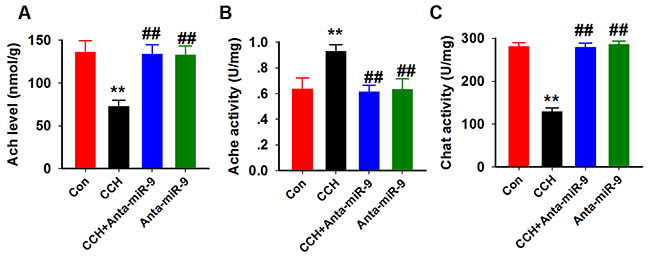 Inhibition of miR-9-5p rescued the cholinergic dysfunction in CCH rats.