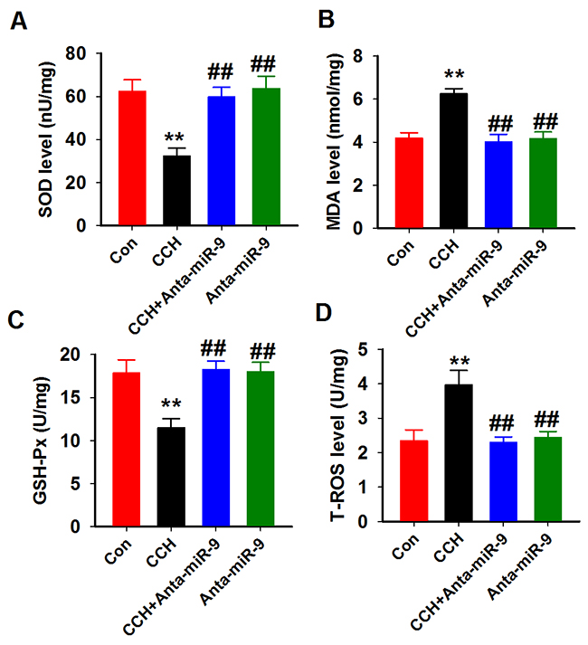 Inhibition of miR-9-5p attenuated the oxidative stress in CCH rats.