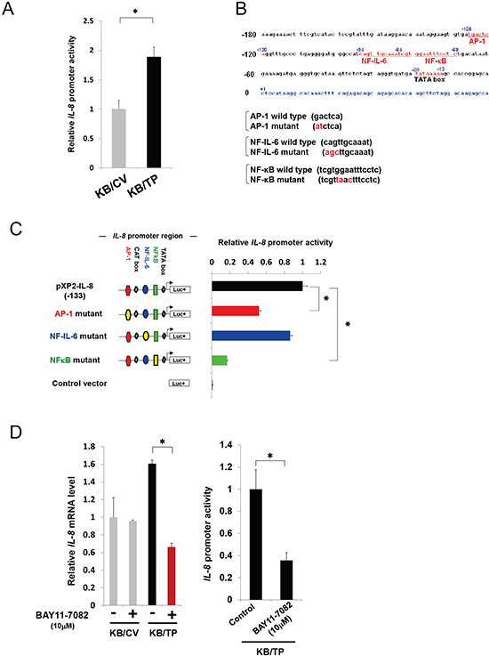 Induction of IL-8 promoter-driven reporter gene expression.