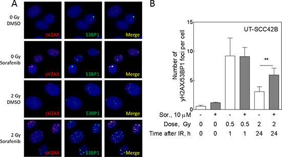 Sorafenib inhibits DSB repair in UT-SCC 42B cells.