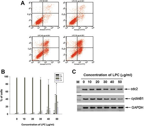 Effect of LPC on apoptosis of EAHY endothelial cells as analyzed by PI and annexin V dual fluorescent flow cytometry.