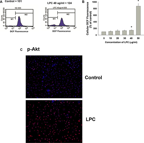 Effects of LPC on cellular ROS levels and Akt phosphorylation.