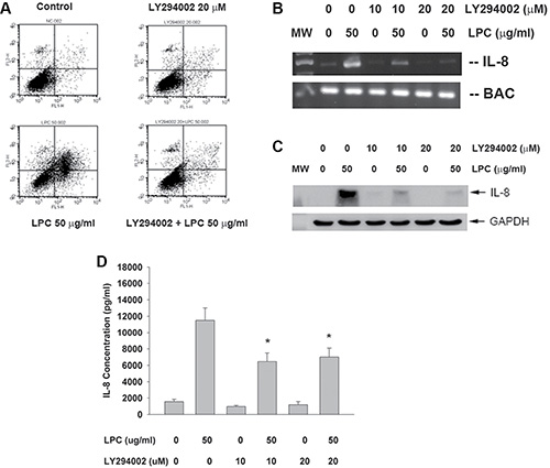 Effect of LY294002 on LPC-induced apoptosis and IL-8 expression/ secretion.