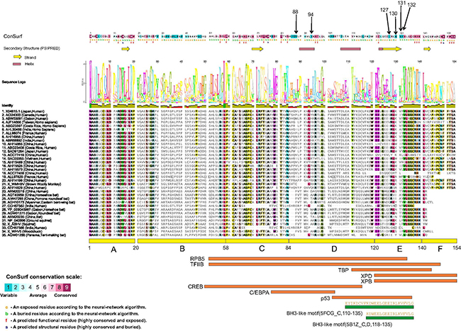 Structure-function analysis of the HBX protein.