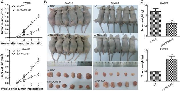 Knockdown of NCOA5 inhibits CRC xenografted tumor growth, whereas overexpression of NCOA5 promotes its growth.