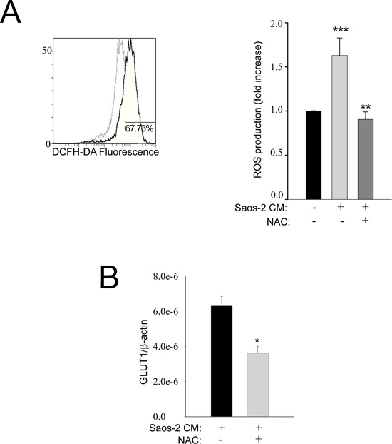 Oxidative stress is increased in activated MSC cells.