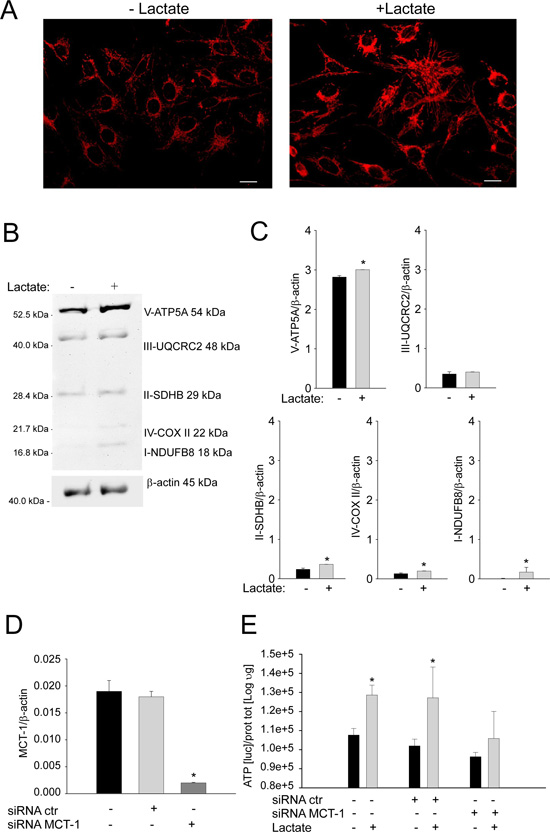 Lactate treatment promotes mitochondrial biogenesis and oxidative phosphorylation in OS cells.