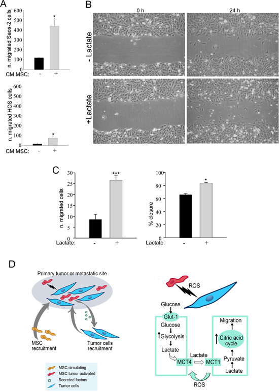 MSC-activated Saos-2 and HOS cells acquire increased migratory capacity.