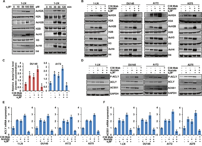 &#x03B1;2M* signals through CS-GRP78 to regulate acetyl-CoA production and histone acetylation.