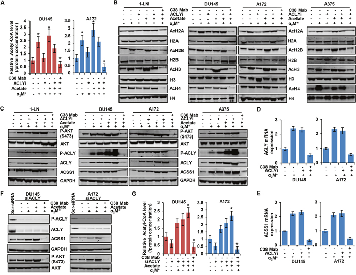 &#x03B1;2M*/CS-GRP78 controls ACLY expression to regulate histone acetylation.