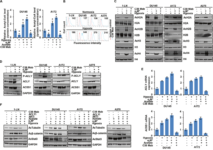&#x03B1;2M*/CS-GRP78 rescues hypoxia-induced reduction of histone acetylation.