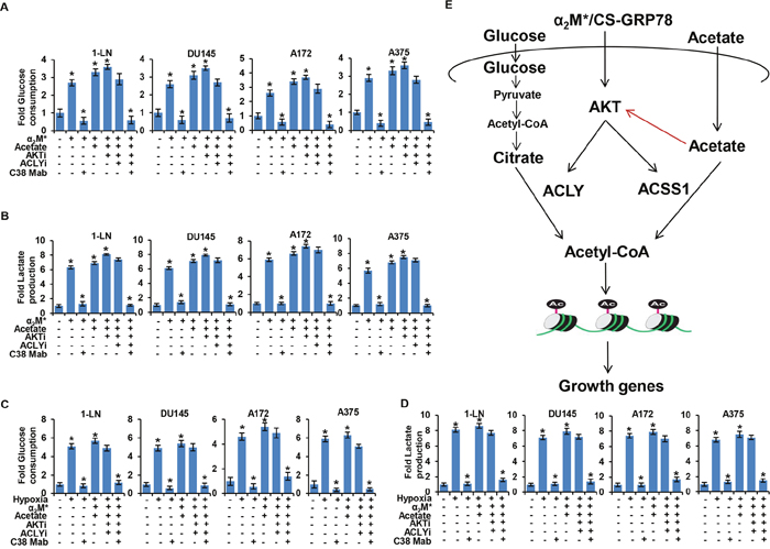 &#x03B1;2M*/CS-GRP78 signaling dictates aerobic glycolysis in an AKT dependent manner.